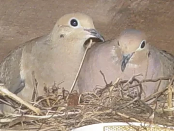 [Hearth.com] Two Common Birds of Cape Cod Mass !!