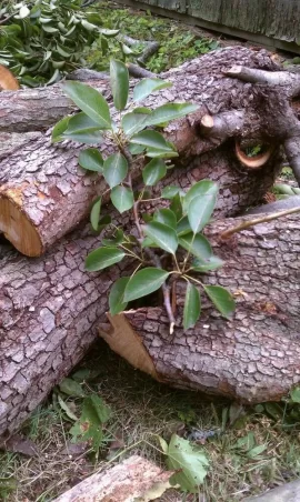 [Hearth.com] tree id