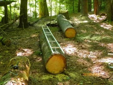 [Hearth.com] Milled Pine from Today