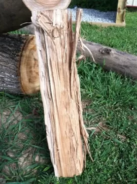 [Hearth.com] I'm thinking elm ??