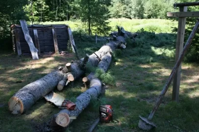 [Hearth.com] Power line Spruce, White pine, and Maple