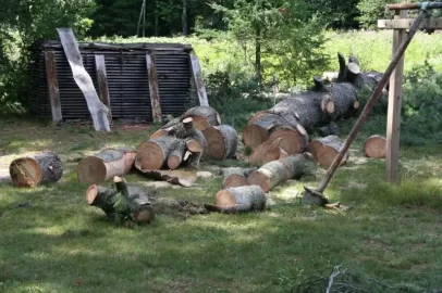 [Hearth.com] Power line Spruce, White pine, and Maple
