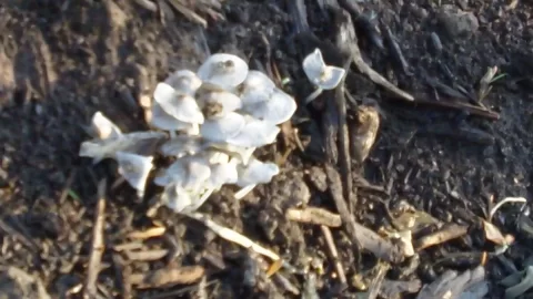 [Hearth.com] Mushrooms on firewood