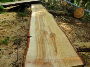[Hearth.com] Some Hemlock Milled