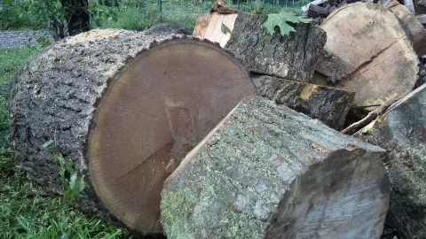 [Hearth.com] Split a round of Oak tonight - ID please