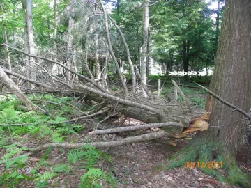 [Hearth.com] Hemlock Coming Down