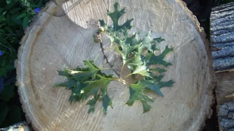 [Hearth.com] Split a round of Oak tonight - ID please