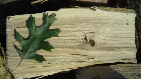 [Hearth.com] Split a round of Oak tonight - ID please