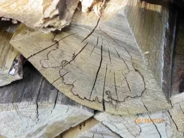 [Hearth.com] Back To Firewood