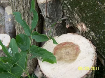[Hearth.com] What is this type of wood?  (pics)