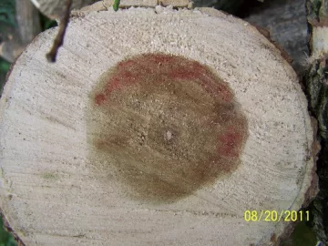 [Hearth.com] What is this type of wood?  (pics)