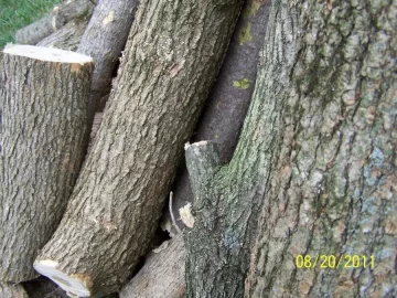 [Hearth.com] What is this type of wood?  (pics)