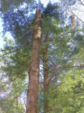 [Hearth.com] Maple That Needs Felling