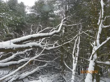 [Hearth.com] Maple That Needs Felling