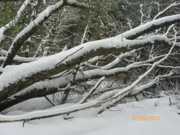 [Hearth.com] Maple That Needs Felling