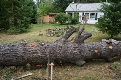 [Hearth.com] Power line Spruce, White pine, and Maple