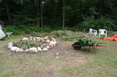 [Hearth.com] Power line Spruce, White pine, and Maple
