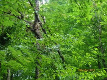 [Hearth.com] Hung Up Sugar Maple