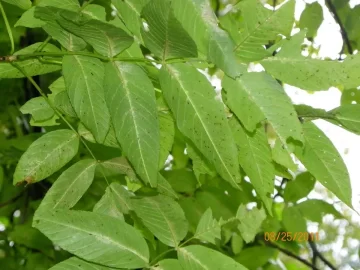 [Hearth.com] Tree Identification