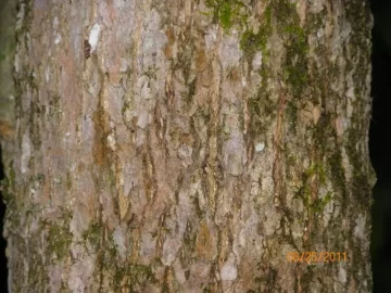 [Hearth.com] Tree Identification