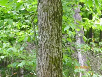 [Hearth.com] Tree Identification