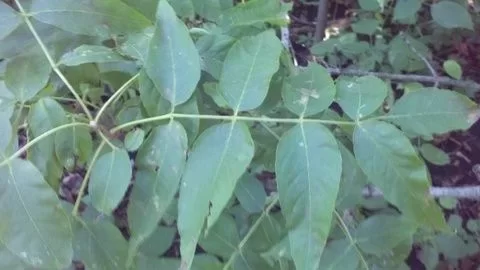 [Hearth.com] Wood ID with leaves and bark!!