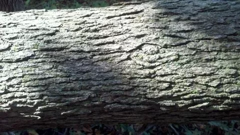 [Hearth.com] Wood ID with leaves and bark!!