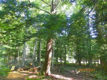 [Hearth.com] Some Milled Hemlock