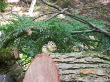 [Hearth.com] Some Milled Hemlock