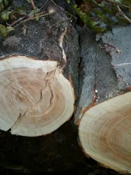 [Hearth.com] Wood ID