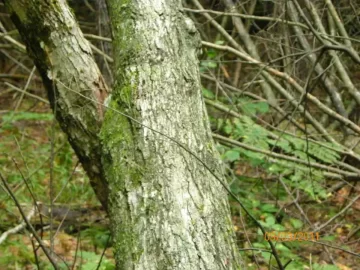 [Hearth.com] Sugar Maple?
