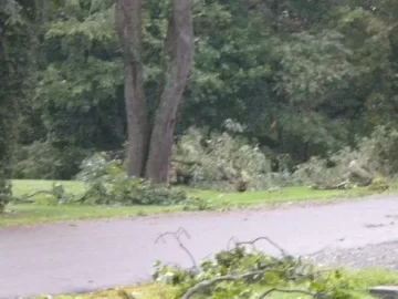 [Hearth.com] Bad day for 3 trees in the neighborhood yesterday