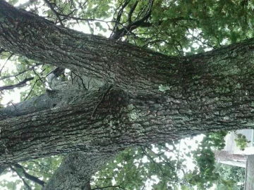 [Hearth.com] Tree ID Help