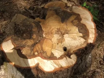 [Hearth.com] Unique Maple