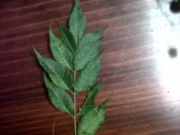 [Hearth.com] Tree ID