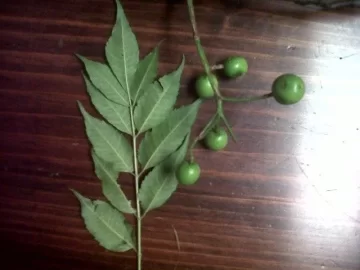 [Hearth.com] Tree ID