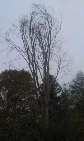 [Hearth.com] Dead Tree ID