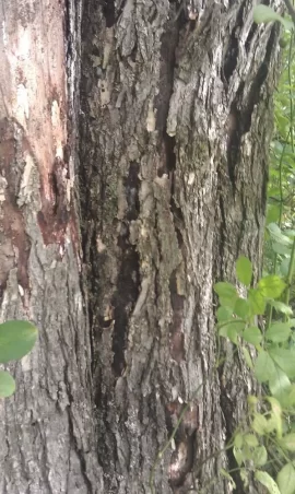 [Hearth.com] Dead Tree ID