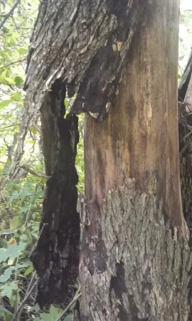 [Hearth.com] Dead Tree ID