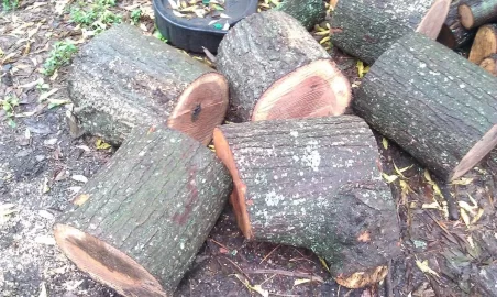 [Hearth.com] Wood ID?