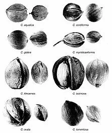 [Hearth.com] Butternut or bitternut