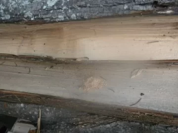 [Hearth.com] What bug does this Help ???