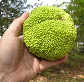 [Hearth.com] Does Osage Orange grow near YOU?
