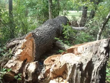 [Hearth.com] Huge cherry we just dropped with pics