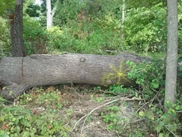 [Hearth.com] Huge cherry we just dropped with pics