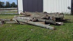 Big pile of logs 2.jpg