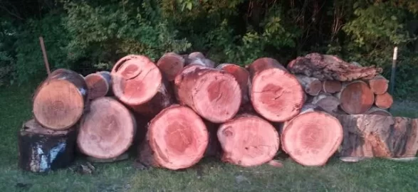 [Hearth.com] Huge cherry we just dropped with pics