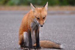 Local wildlife - the Fox has an itch...