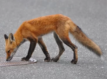 [Hearth.com] Local wildlife - the Fox has an itch...