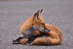 Local wildlife - the Fox has an itch...